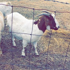 Meet your Posher, Adia